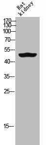 GDF6 Antibody