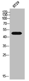 GDF7 Antibody
