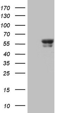 GEMIN8 Antibody