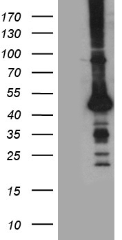 STBD1 Antibody