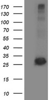 GPHN Antibody