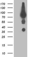GPHN Antibody