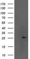 GPHN Antibody