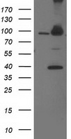 GPHN Antibody