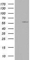 GFAP Antibody