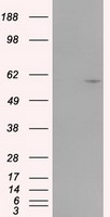 GFAP Antibody