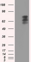 GFAP Antibody