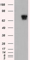 GFAP Antibody