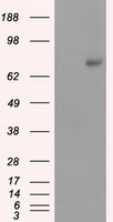 GFAP Antibody