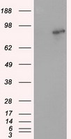 GFAP Antibody