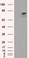 GFAP Antibody