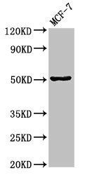 gfap Antibody