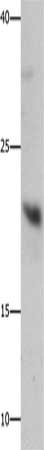 GFER Antibody