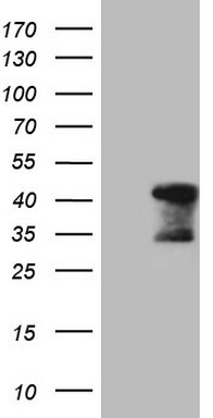 GFI1 Antibody