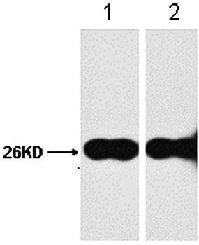 GFP-Tag Rabbit Polyclonal Antibody