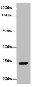GH2 Antibody