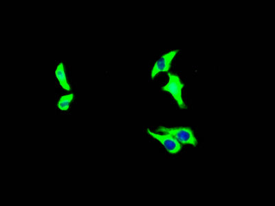 GHR Antibody