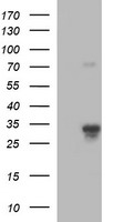 GIMAP4 Antibody