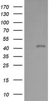 GIMAP4 Antibody