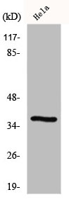 GIMAP4 Antibody