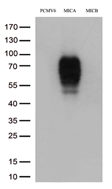 GIPC Antibody