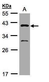 PITPNM family member 3 Antibody