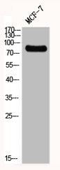 GIT2 Antibody