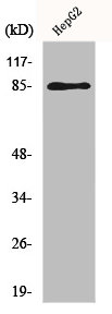 GIT2 Antibody