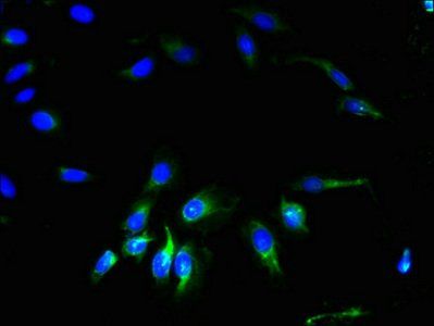GJA4 Antibody
