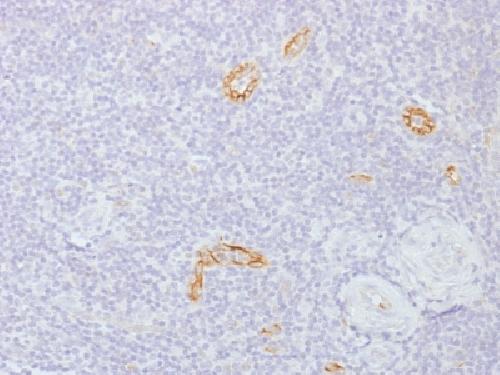 GJB1 Antibody