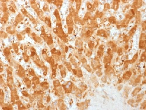 GJB1 Antibody