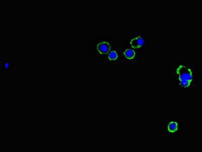 GJB1 Antibody