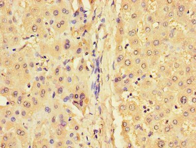 GJB1 Antibody