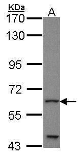 GLIS family zinc finger 1 Antibody