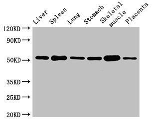 Glp1r Antibody