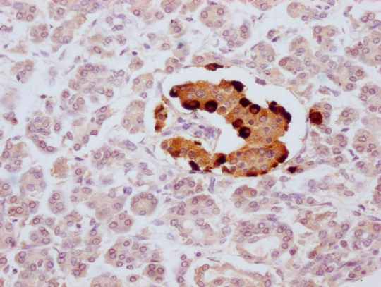 GCG Antibody