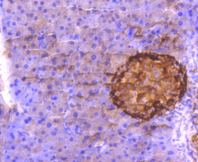 Glucagon Antibody