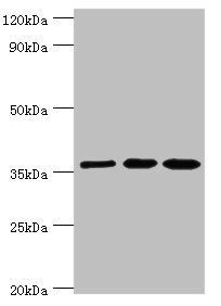GLRX3 Antibody
