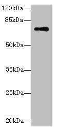 GLS Antibody