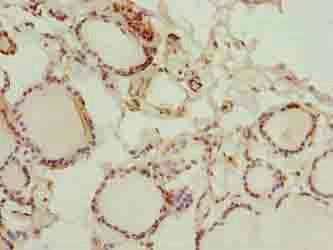 GLT1D1 Antibody