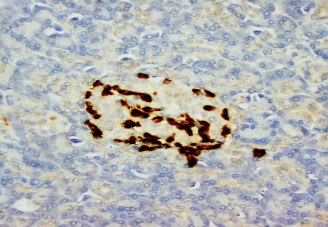 Glucagon Gcg Mouse Monoclonal Antibody