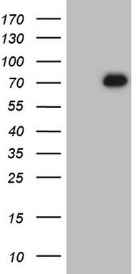 NR3C1 Antibody