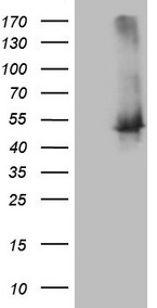 NR3C1 Antibody
