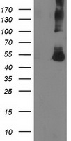 Glucose Transporter 5 GLUT5 Antibody