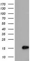 Glucose Transporter 5 GLUT5 Antibody