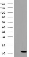 Glucose Transporter 5 GLUT5 Antibody