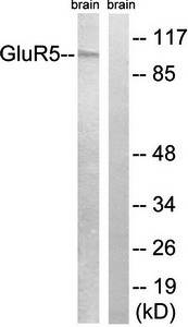 GluR5 Antibody