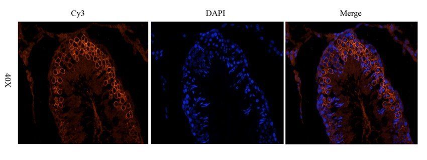 GLUT3 Rabbit Polyclonal Antibody