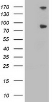 GSS Antibody