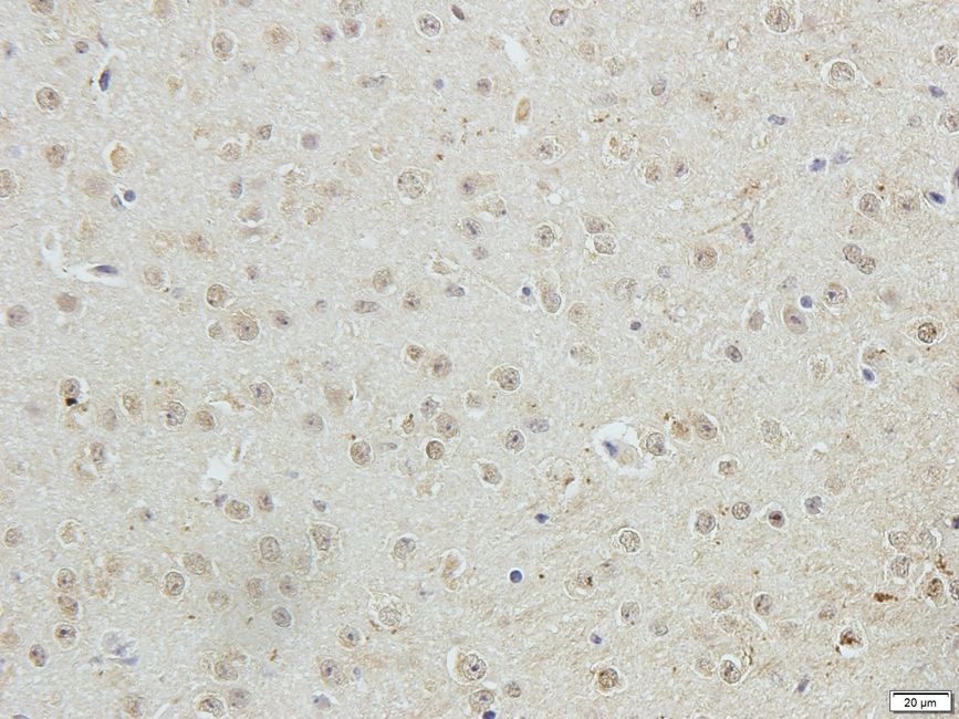 Glypican-1 antibody